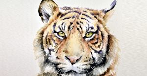retrato-tigre